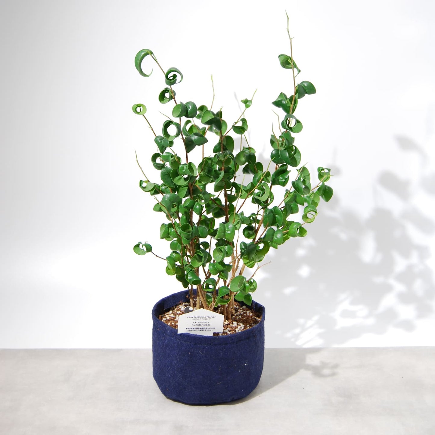 フィカス ベンジャミン バロック