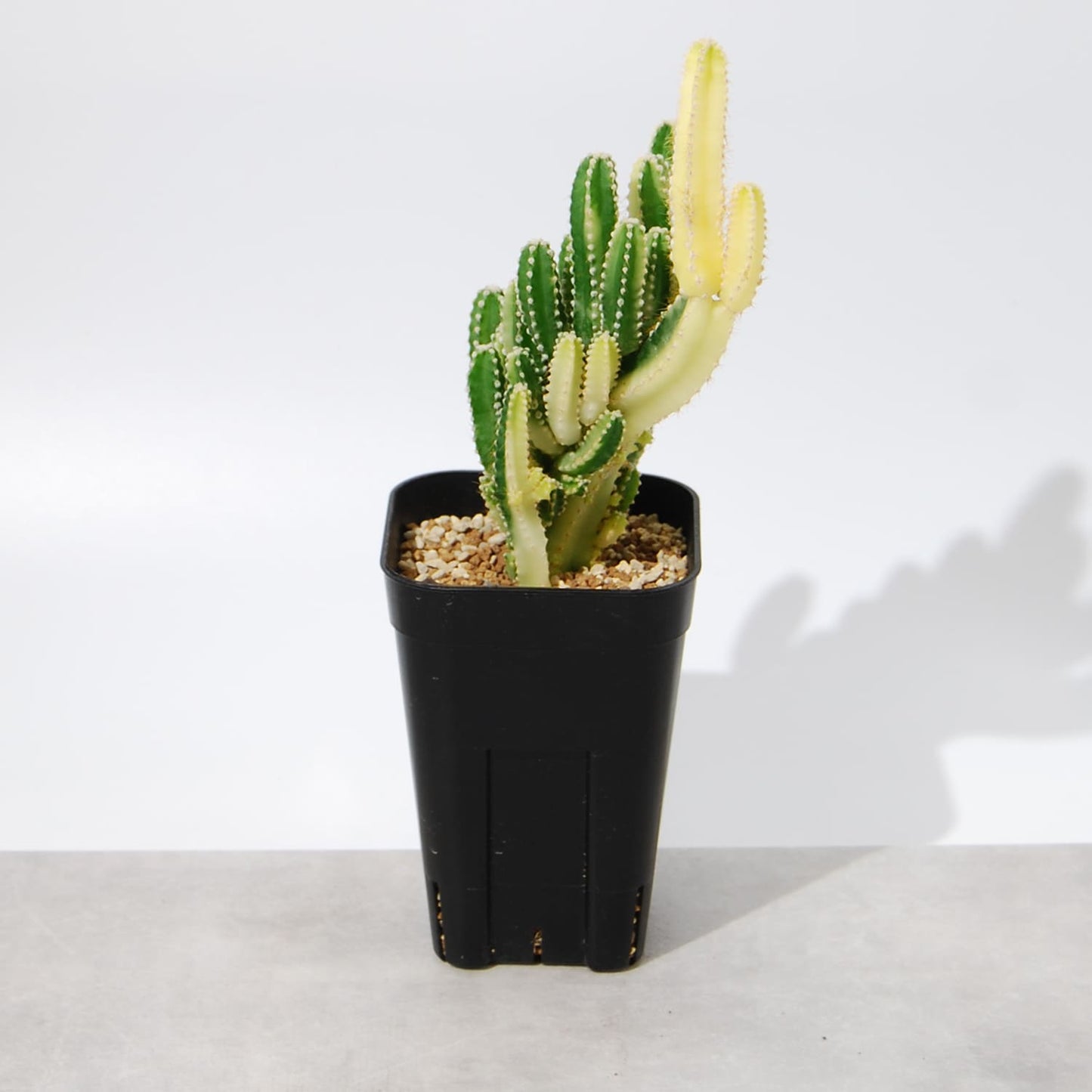 セレウス・サボテン(セレウスベルヴィアヌス)錦