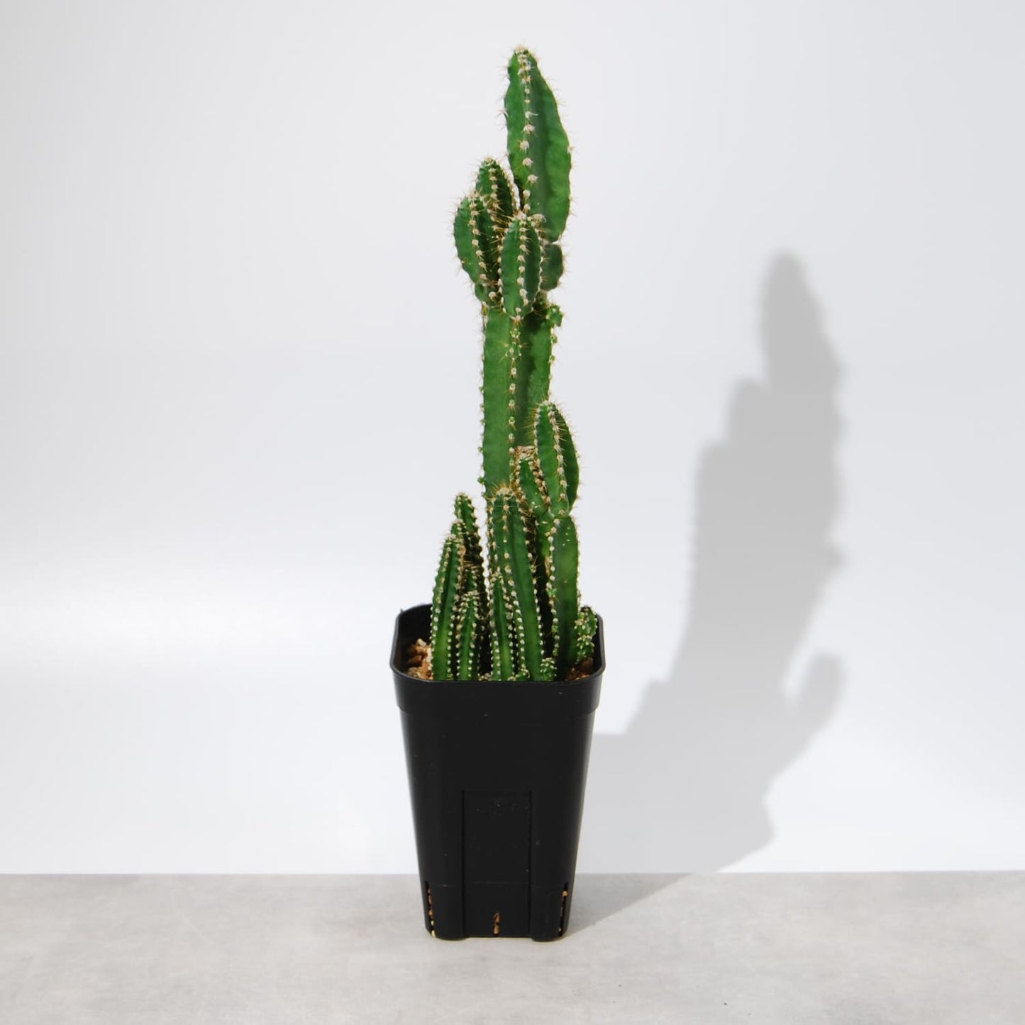 セレウス・サボテン(セレウスベルヴィアヌス)錦