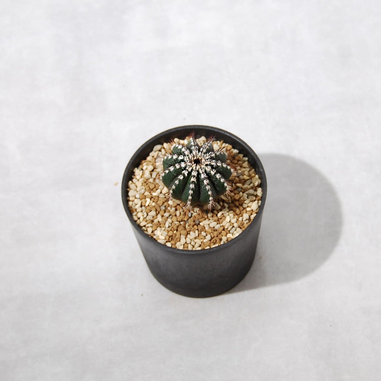 ユーベルマニア・ペクチニフェラ