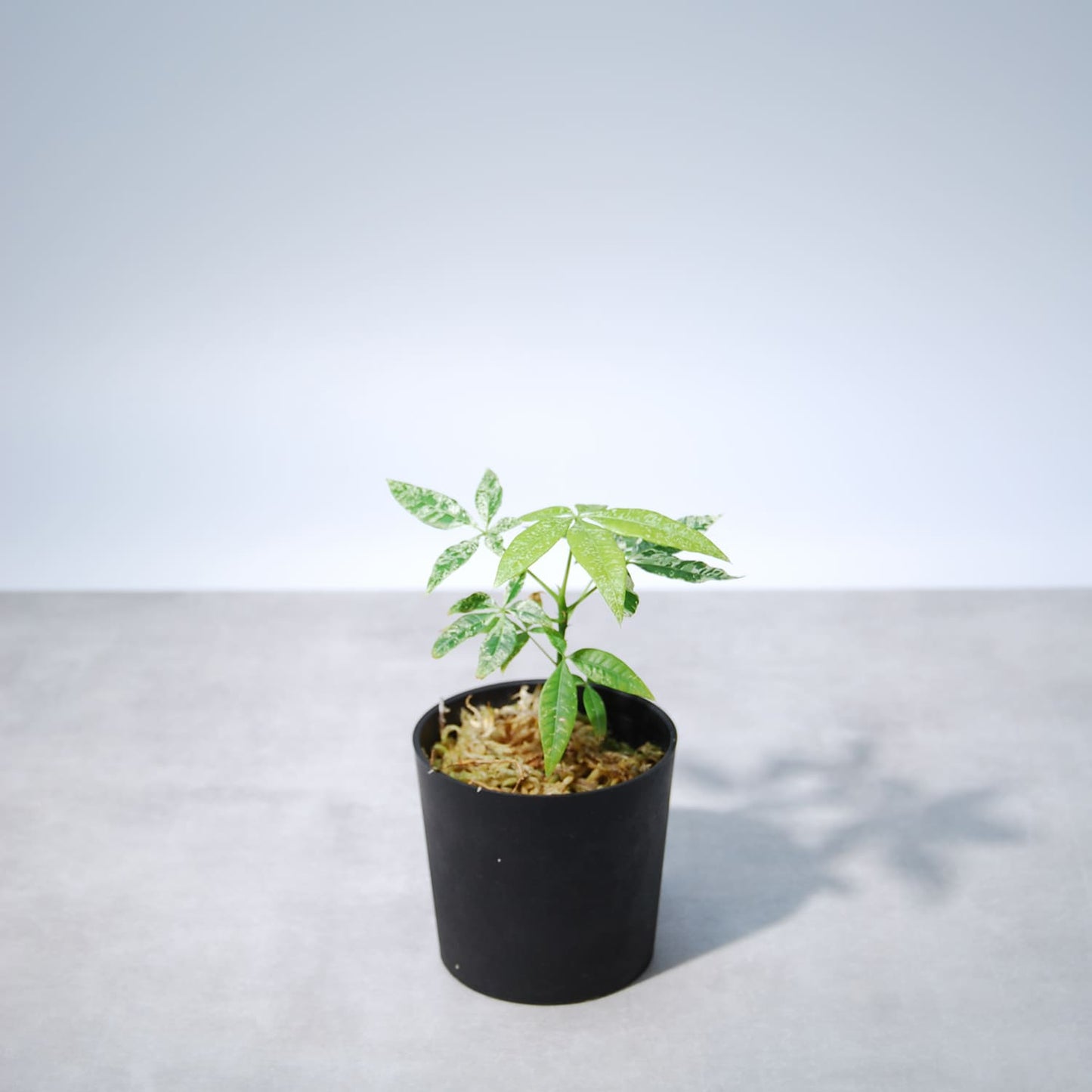 パキラ ミルキーウェイ(実生)002