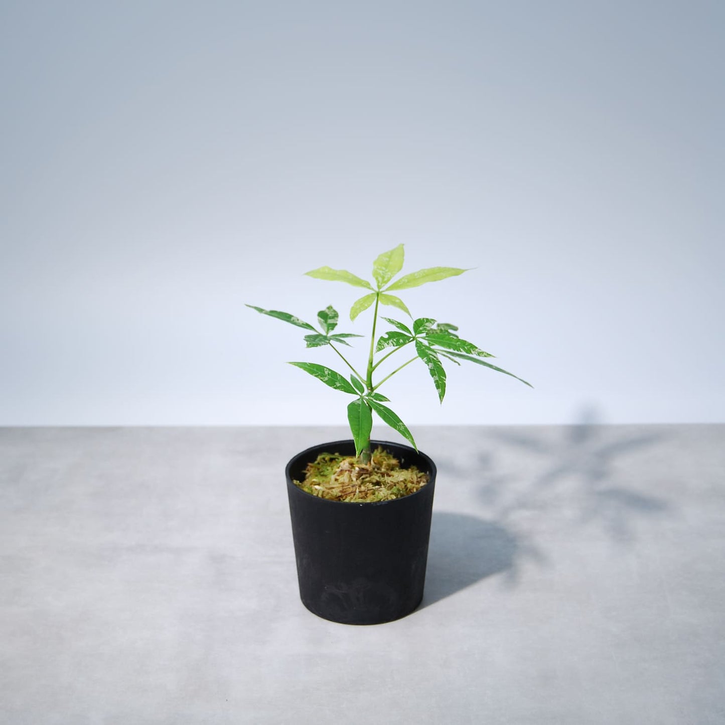 パキラ ミルキーウェイ(実生)004