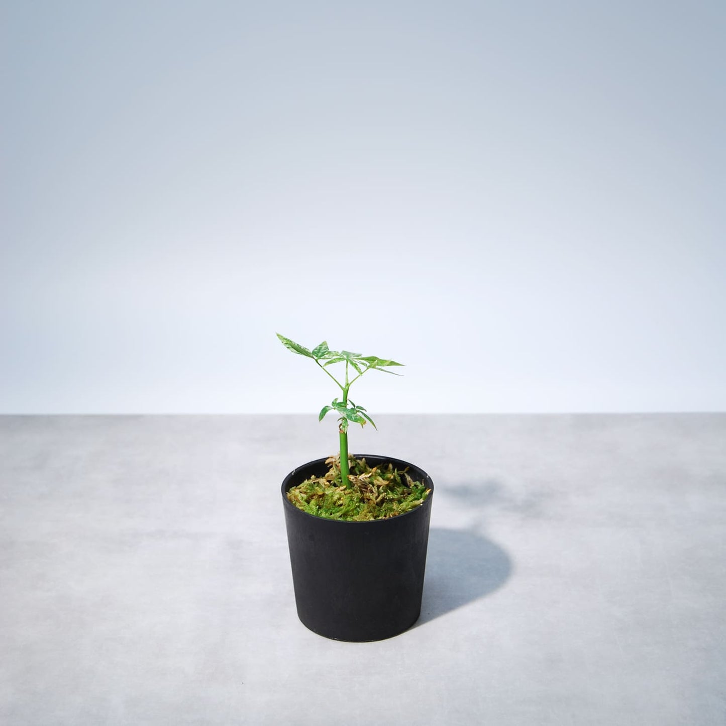 パキラ ミルキーウェイ(実生)005