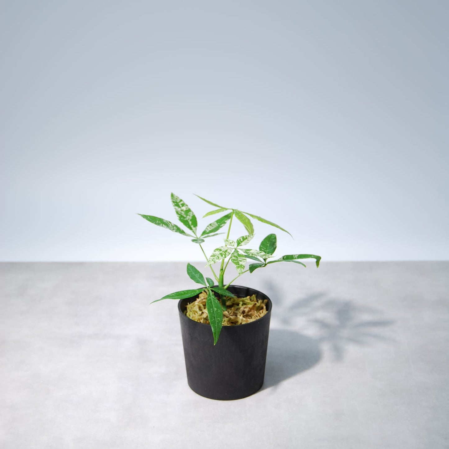 パキラ ミルキーウェイ(挿し木)002