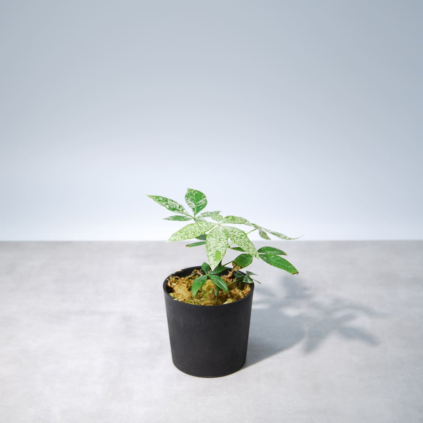 パキラ ミルキーウェイ(挿し木)003