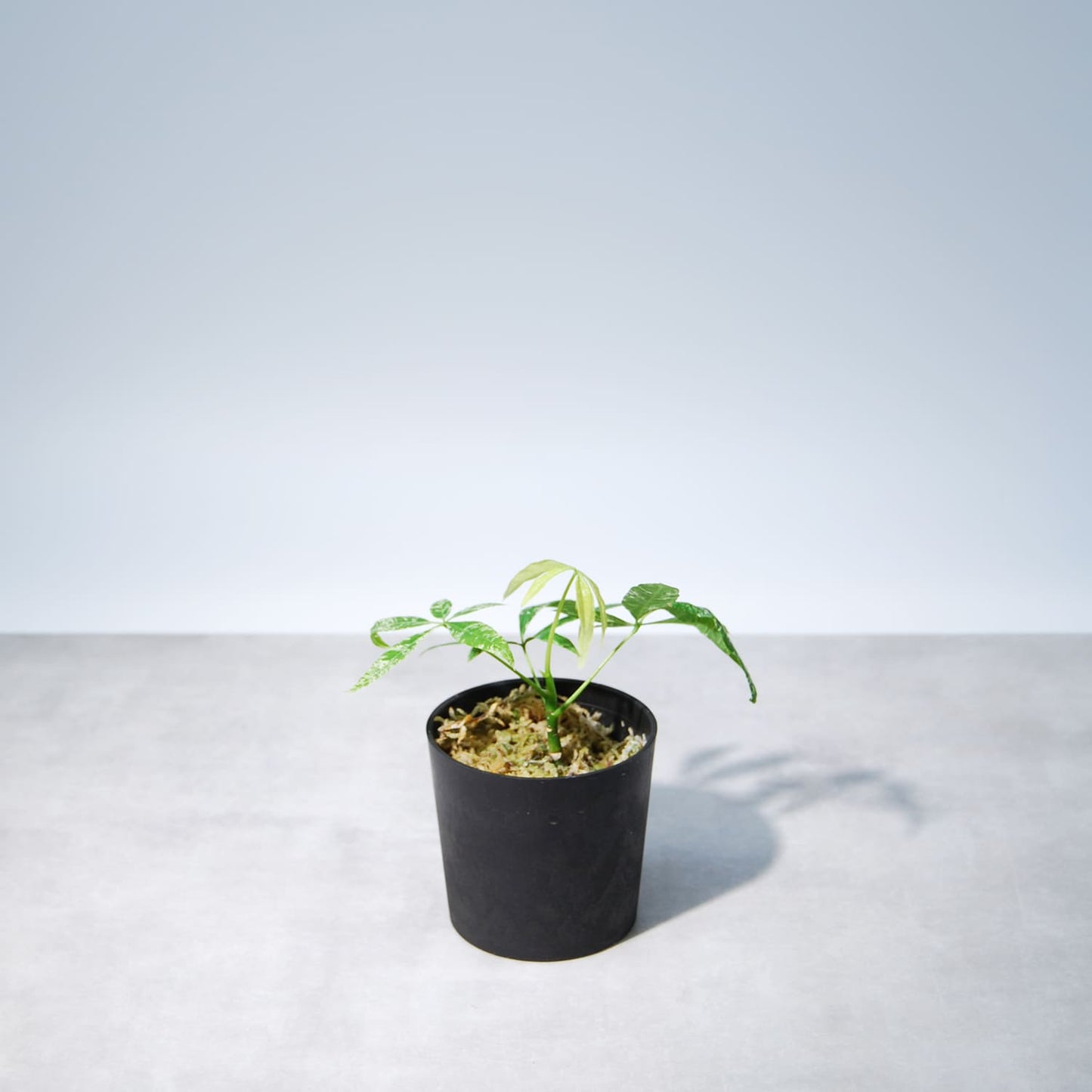 パキラ ミルキーウェイ(挿し木)005