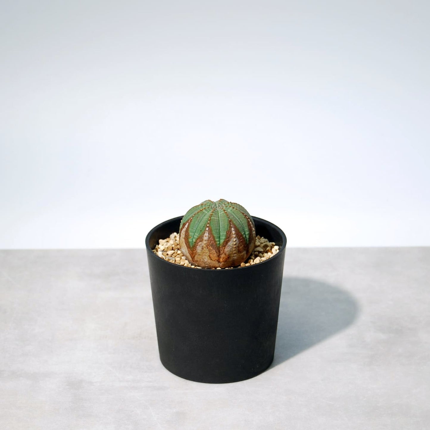 ユーフォルビア オベサ