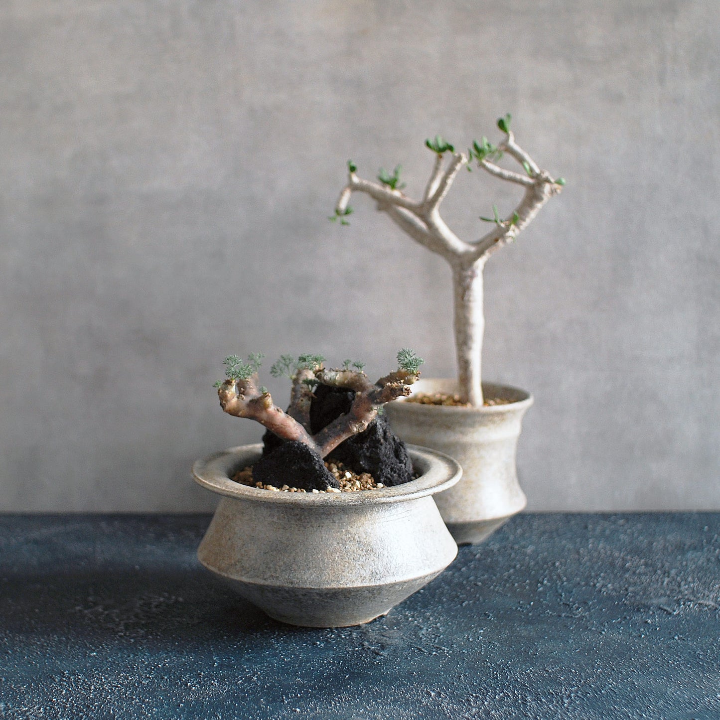 彩泥植木鉢 Standard-M 002 高木浩二