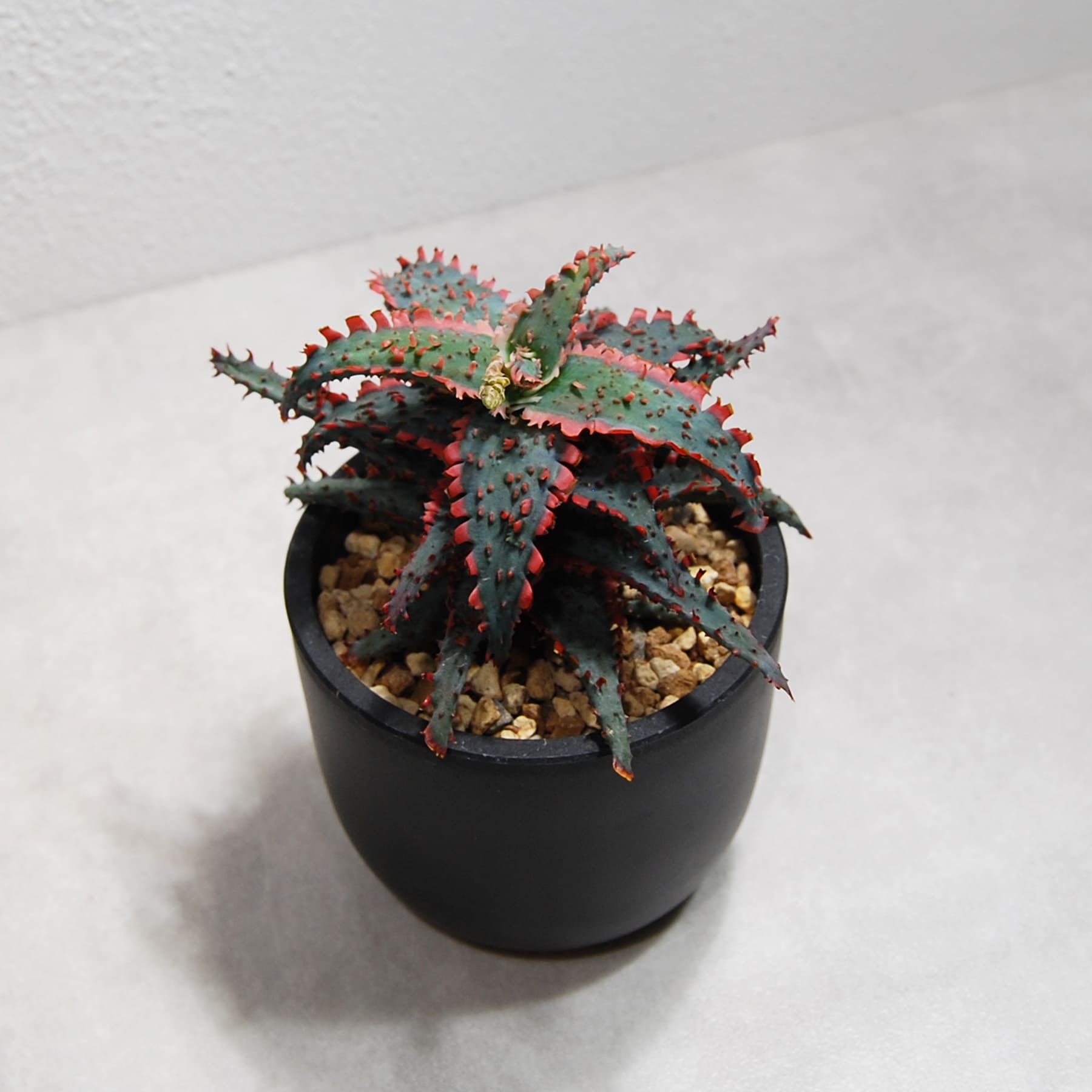 リクエストアロエ　ハイブリッド　Aloe hybrid 第四種　R2 リクエストアロエ ハイブリッド Aloe hybrid 第四種 R2（アロエ