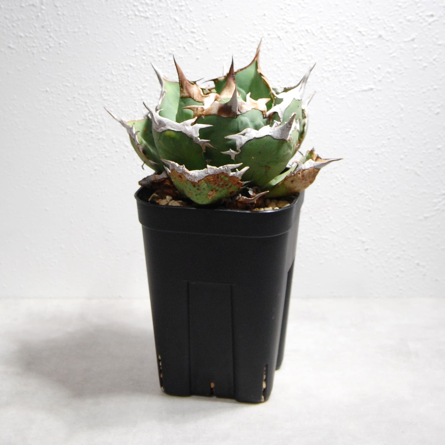 アガベ チタノタ 狂戦士（バーサーカー）　プレステラ120 大株 アガベ チタノタ 狂戦士（バーサーカー）を追加しました