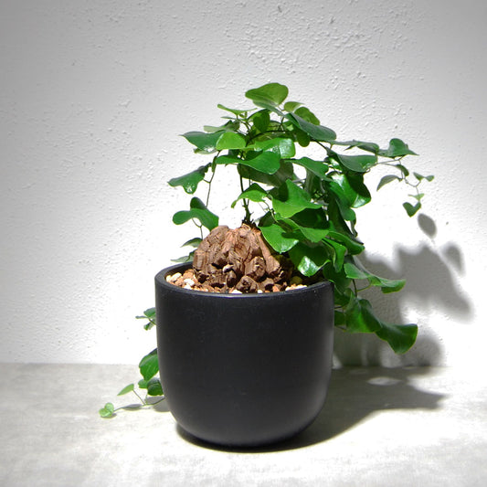 亀甲竜をオンラインストアに追加しました。