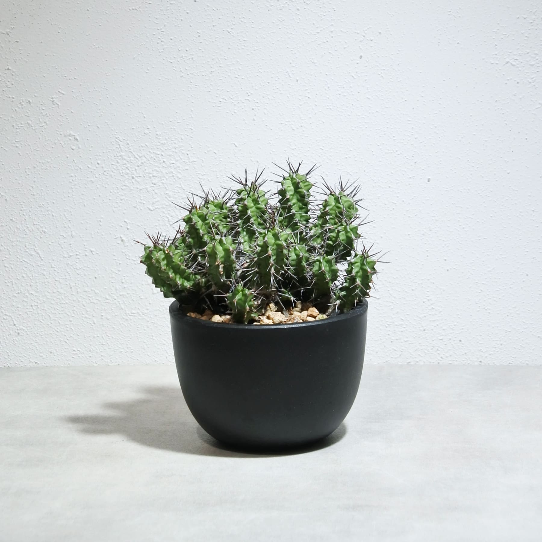 ユーフォルビア ミトリフォルミスをオンラインストアに追加しました! – linkplants -リンクプランツ-