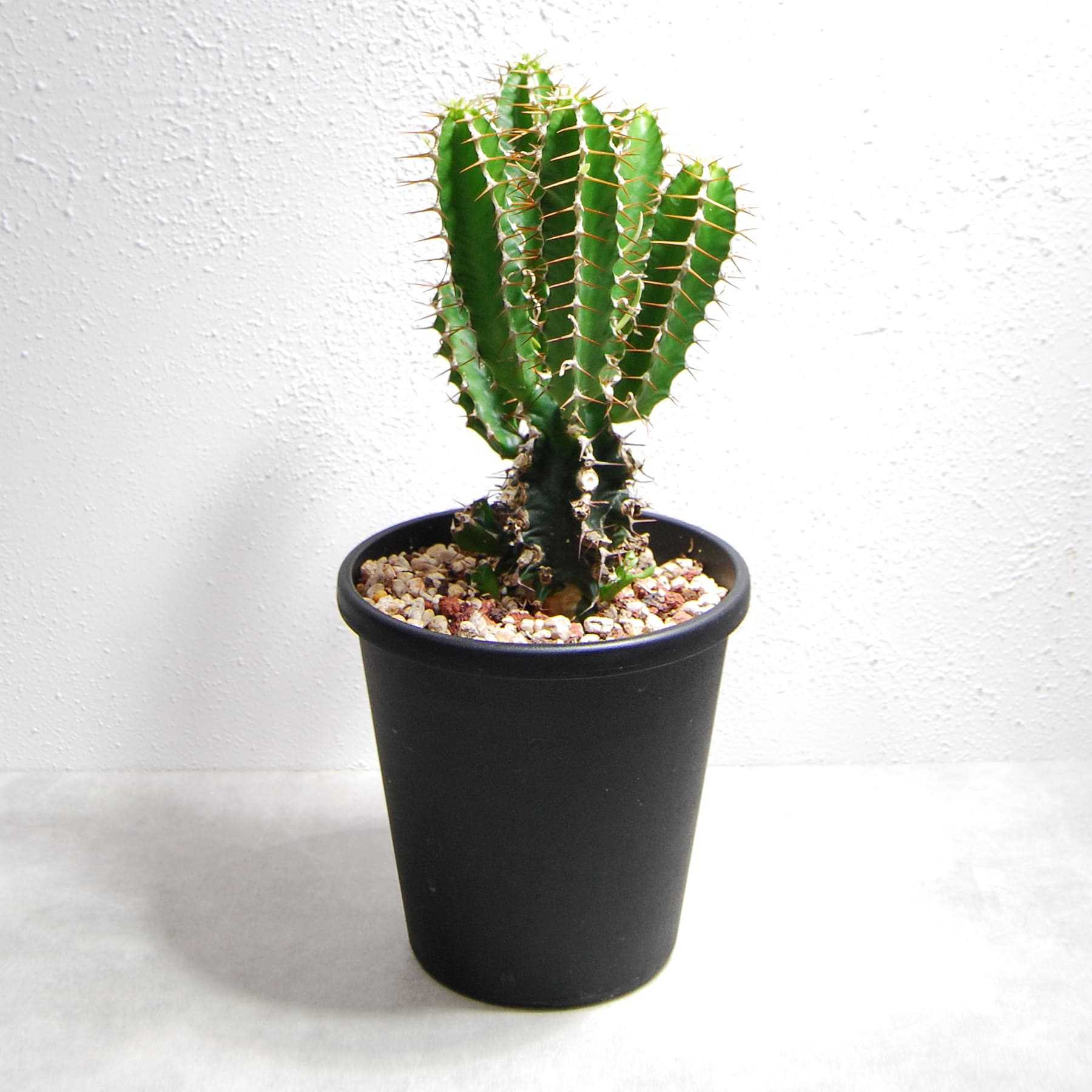 おとの　ユーフォルビア　ムランジーナ　ピグマエア ユーフォルビア·ムランジーナ ✓本日の、#たにっくん工房