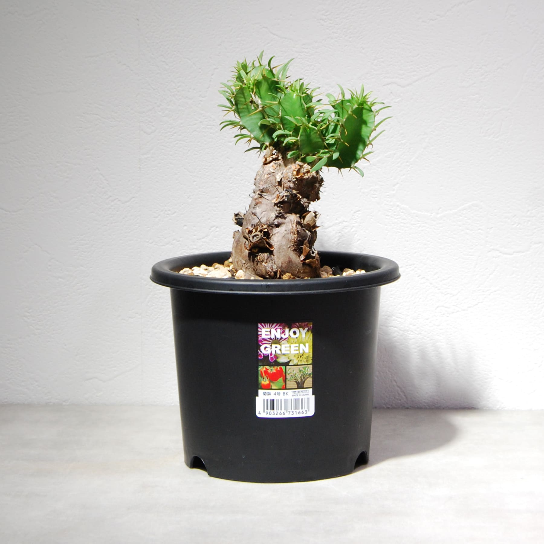 ユーフォルビア ムランジーナを追加しました！ – linkplants -リンク