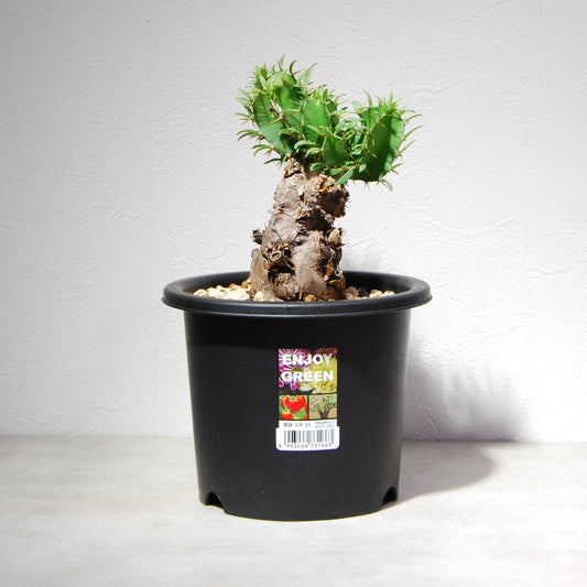 ユーフォルビア ムランジーナを追加しました！