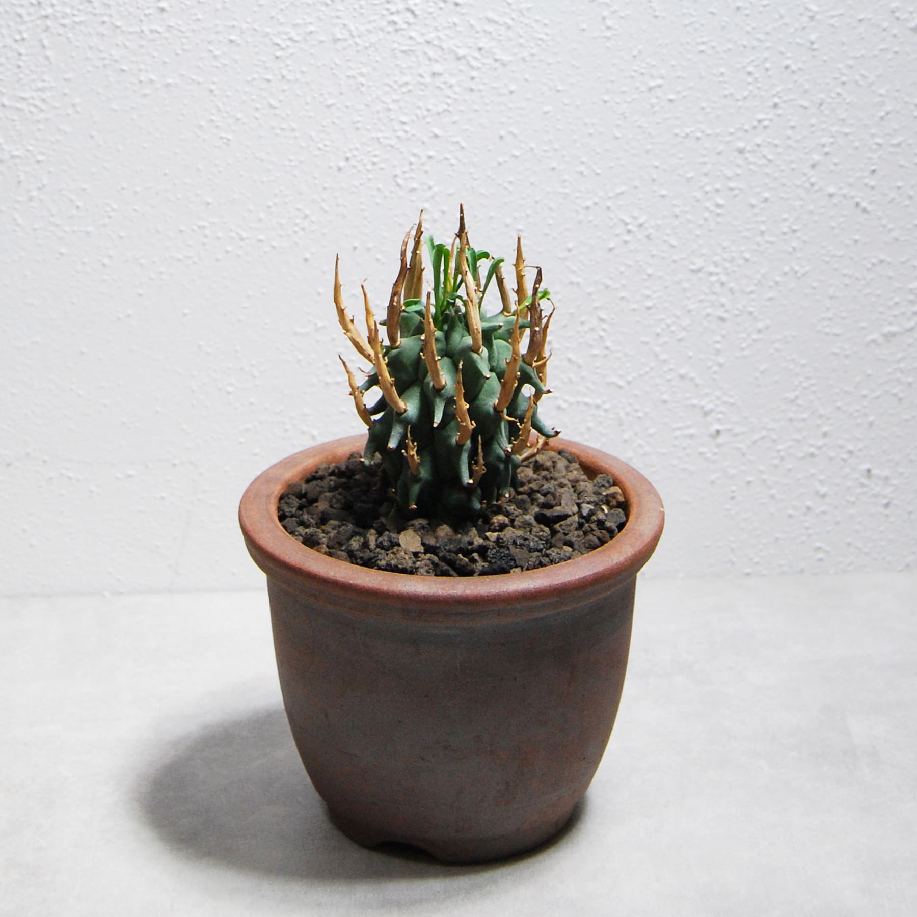 希少 限定1株 ユーフォルビア スコエンランディ子吹き 闘牛角 希少 限定1株 ユーフォルビア スコエンランディ子吹き 闘牛角