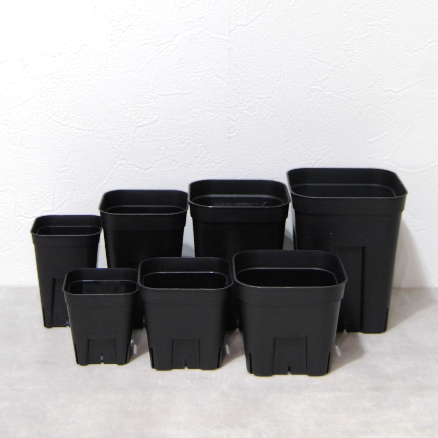 プレステラをオンラインストアに追加しました！ – linkplants -リンク