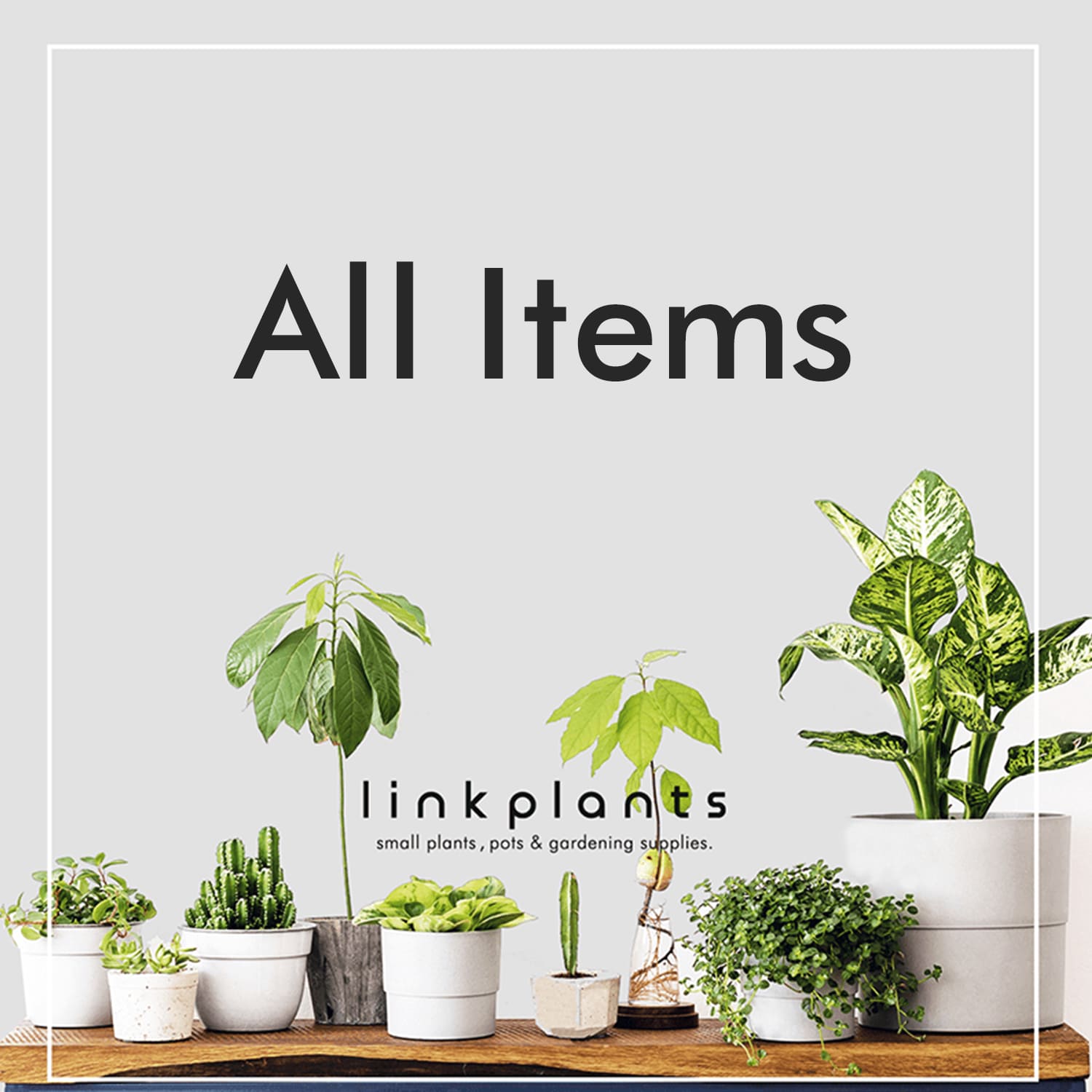リンクプランツ｜小型観葉植物と植木鉢のセレクトショップ