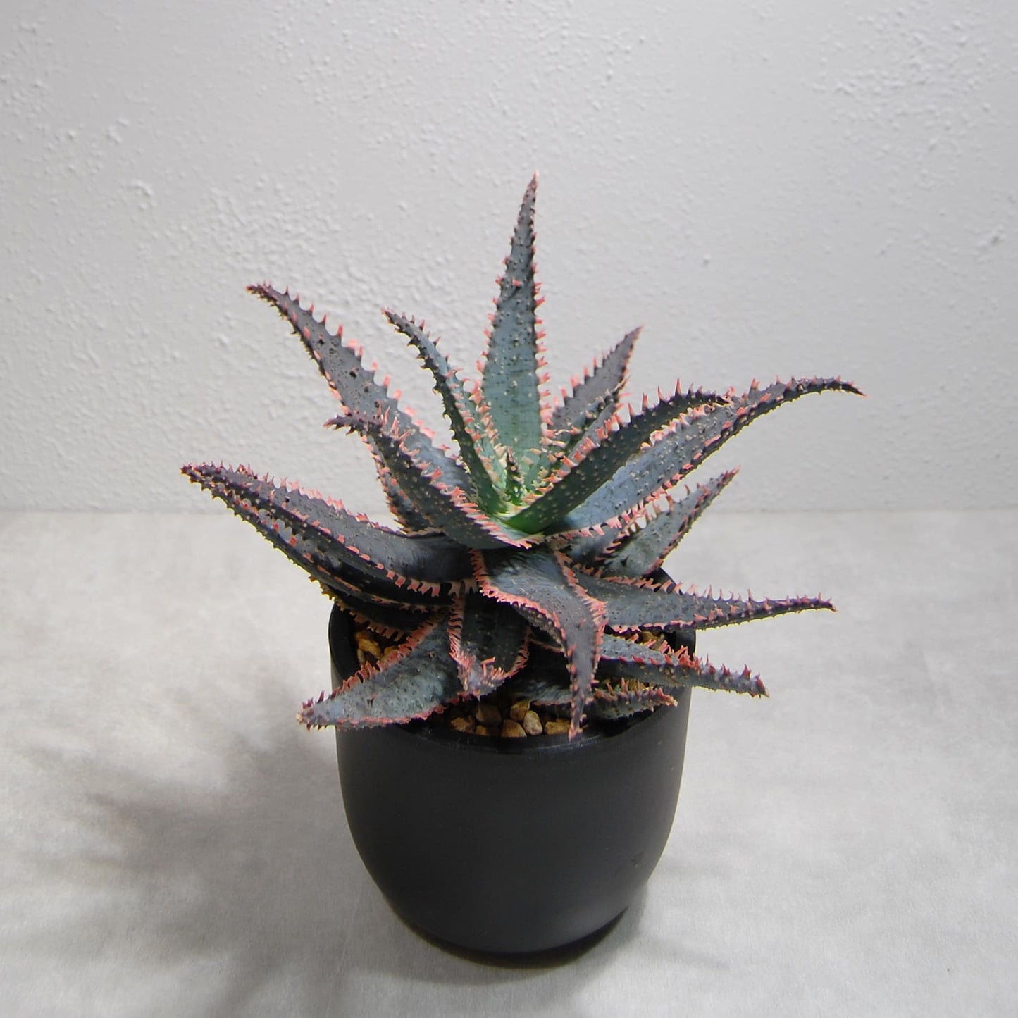 アロエ ハイブリッド【Aloe hybrid】OS21