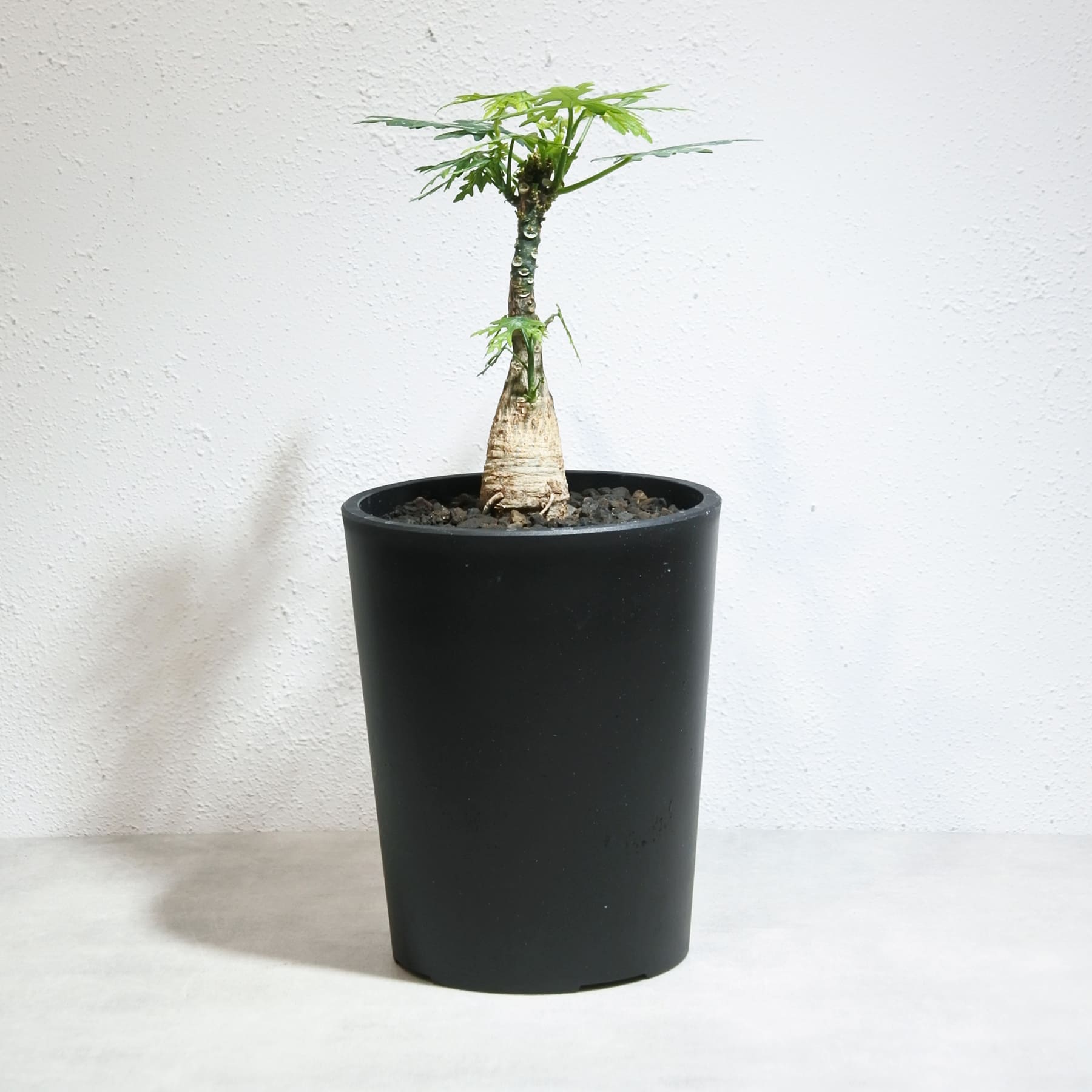 Adenia メタモルファ アデニア メタモルファ　GC アデニア metamorpha 芽の巣山 | no.92753 塊根植物・コーデックス