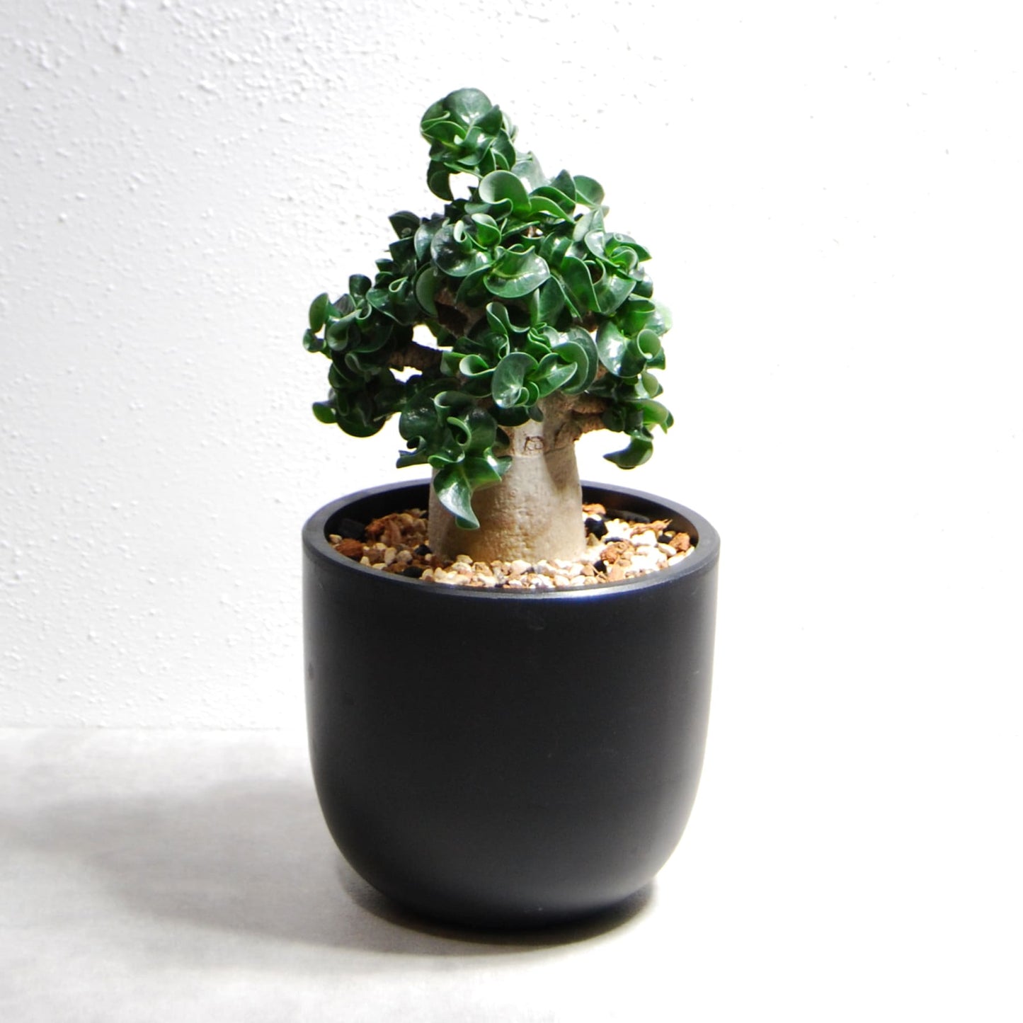アデニウム アラビカム 獅子葉タイプ（Dorset Horn Adenium【D.H.A】）065