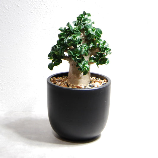 アデニウム アラビカム 獅子葉タイプ（Dorset Horn Adenium【D.H.A】）065