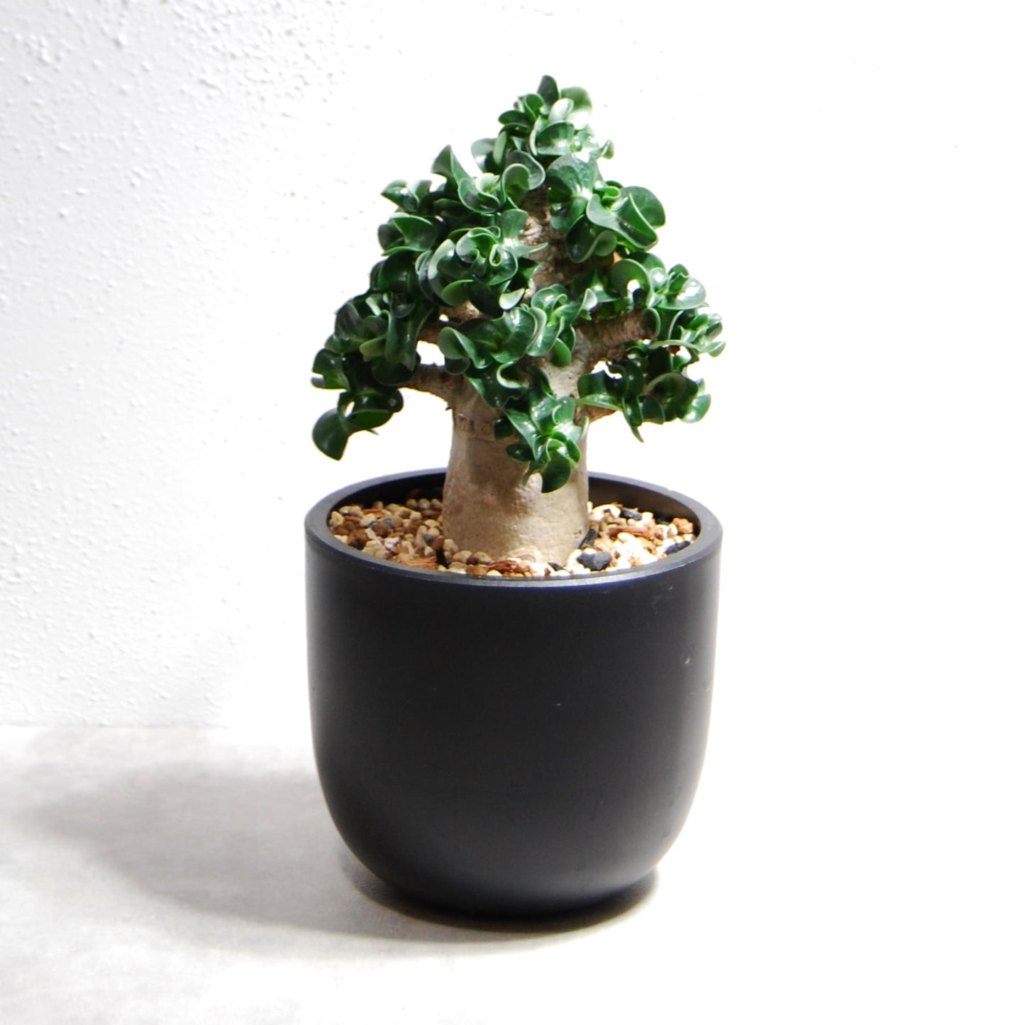 アデニウム アラビカム 獅子葉タイプ（Dorset Horn Adenium【D.H.A】）065