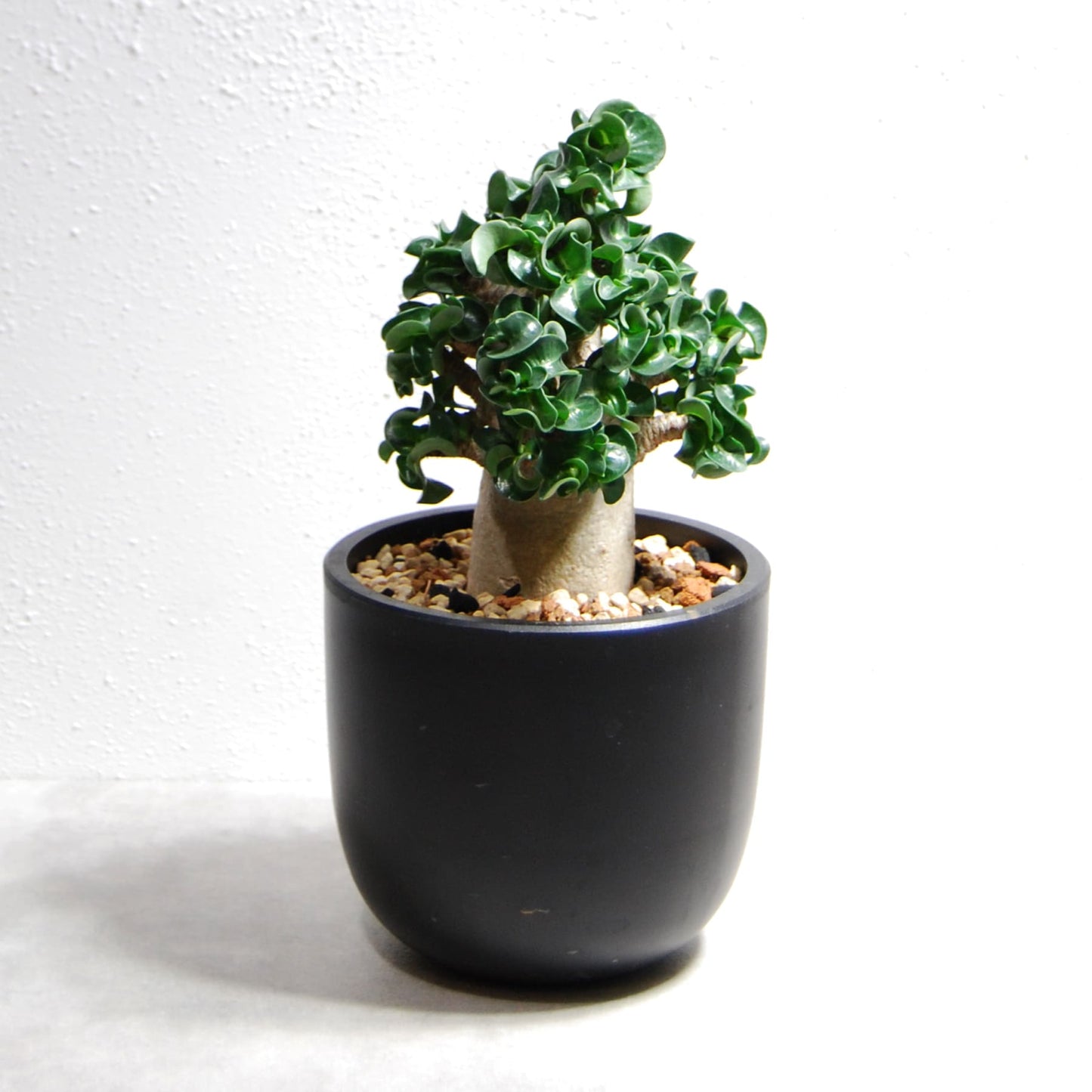 アデニウム アラビカム 獅子葉タイプ（Dorset Horn Adenium【D.H.A】）065