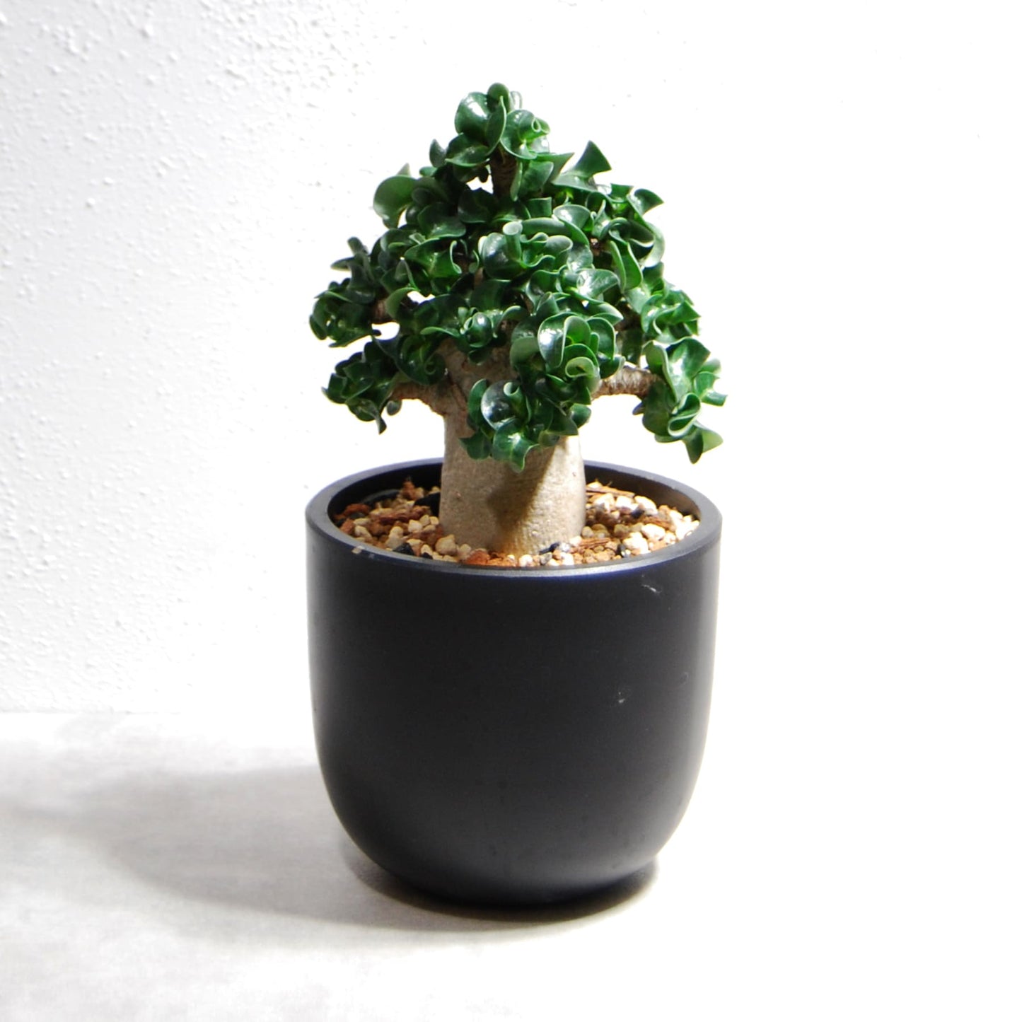 アデニウム アラビカム 獅子葉タイプ（Dorset Horn Adenium【D.H.A】）065