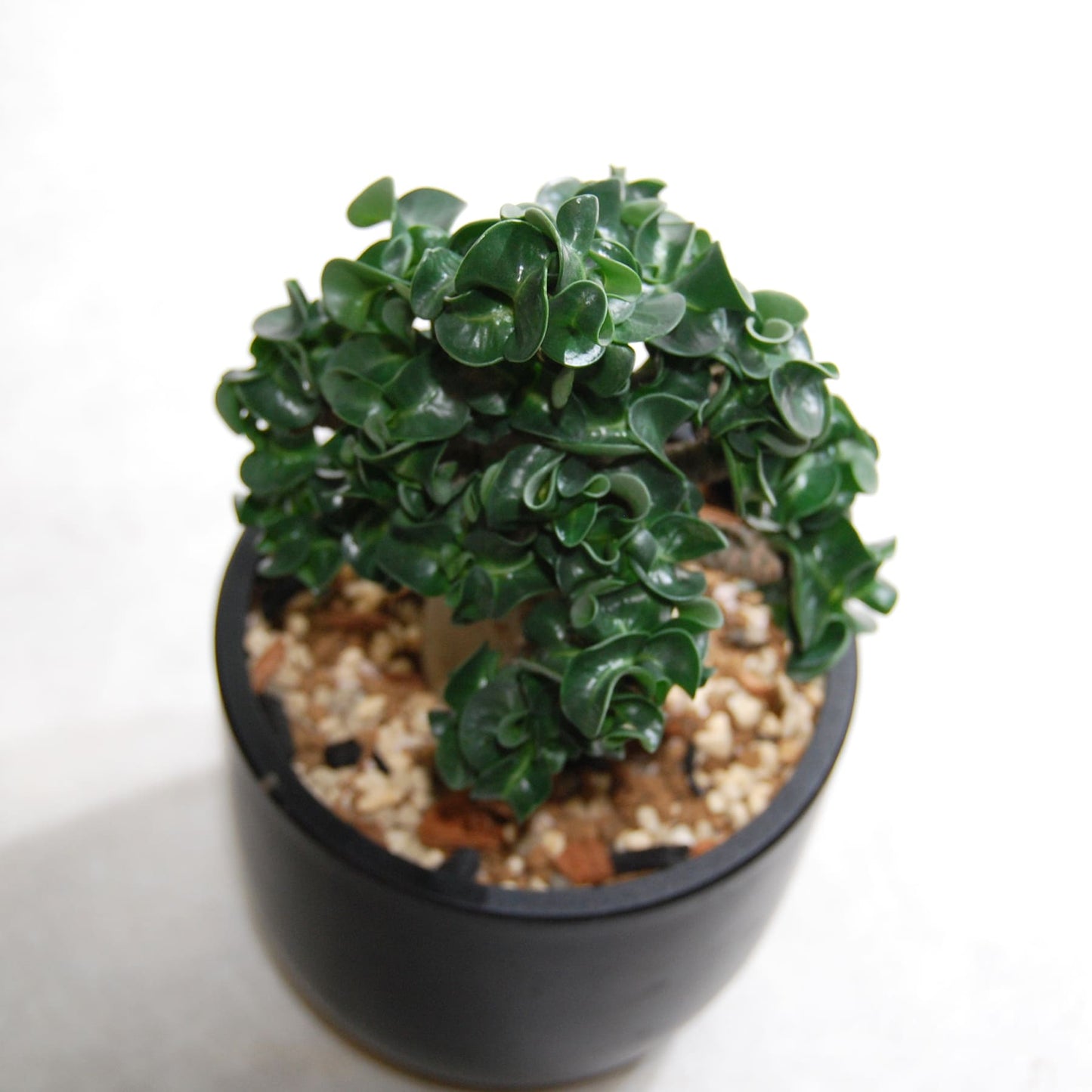 アデニウム アラビカム 獅子葉タイプ（Dorset Horn Adenium【D.H.A】）065