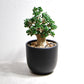 アデニウム アラビカム 獅子葉タイプ（Dorset Horn Adenium【D.H.A】）066