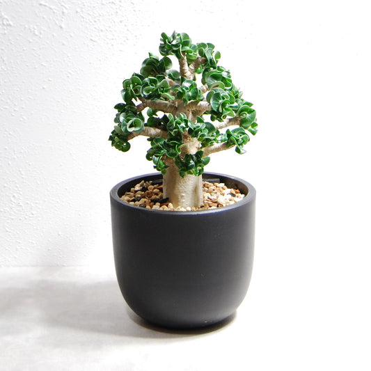 アデニウム アラビカム 獅子葉タイプ（Dorset Horn Adenium【D.H.A】）066