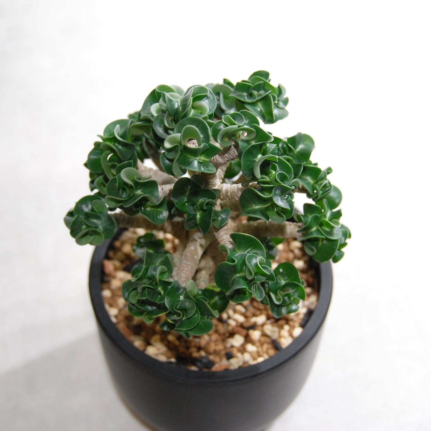 アデニウム アラビカム 獅子葉タイプ（Dorset Horn Adenium【D.H.A】）066