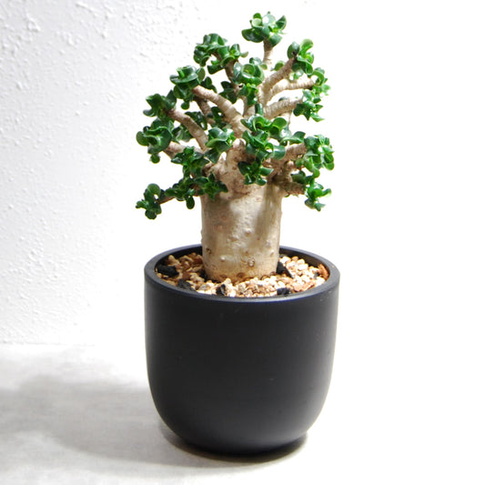 アデニウム アラビカム 獅子葉タイプ（Dorset Horn Adenium【D.H.A】）067