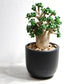 アデニウム アラビカム 獅子葉タイプ（Dorset Horn Adenium【D.H.A】）067