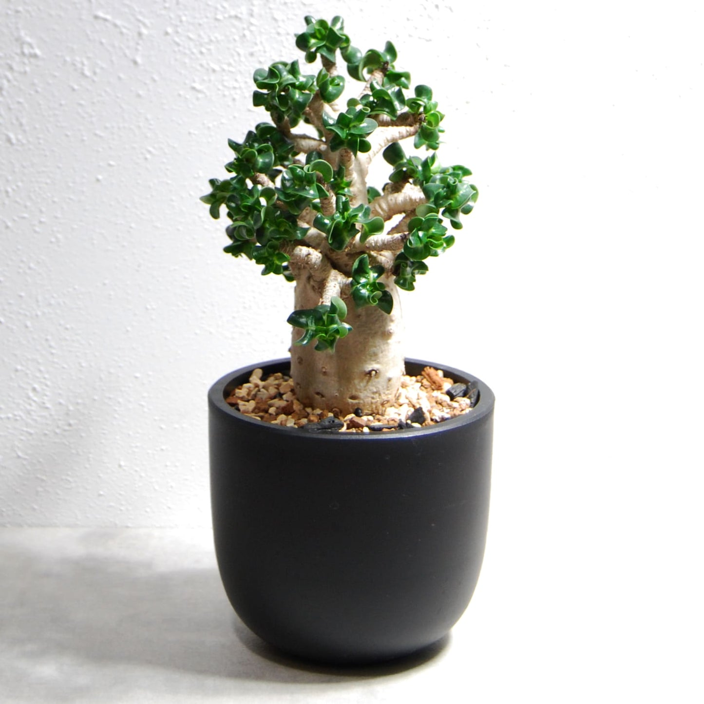 アデニウム アラビカム 獅子葉タイプ（Dorset Horn Adenium【D.H.A】）067