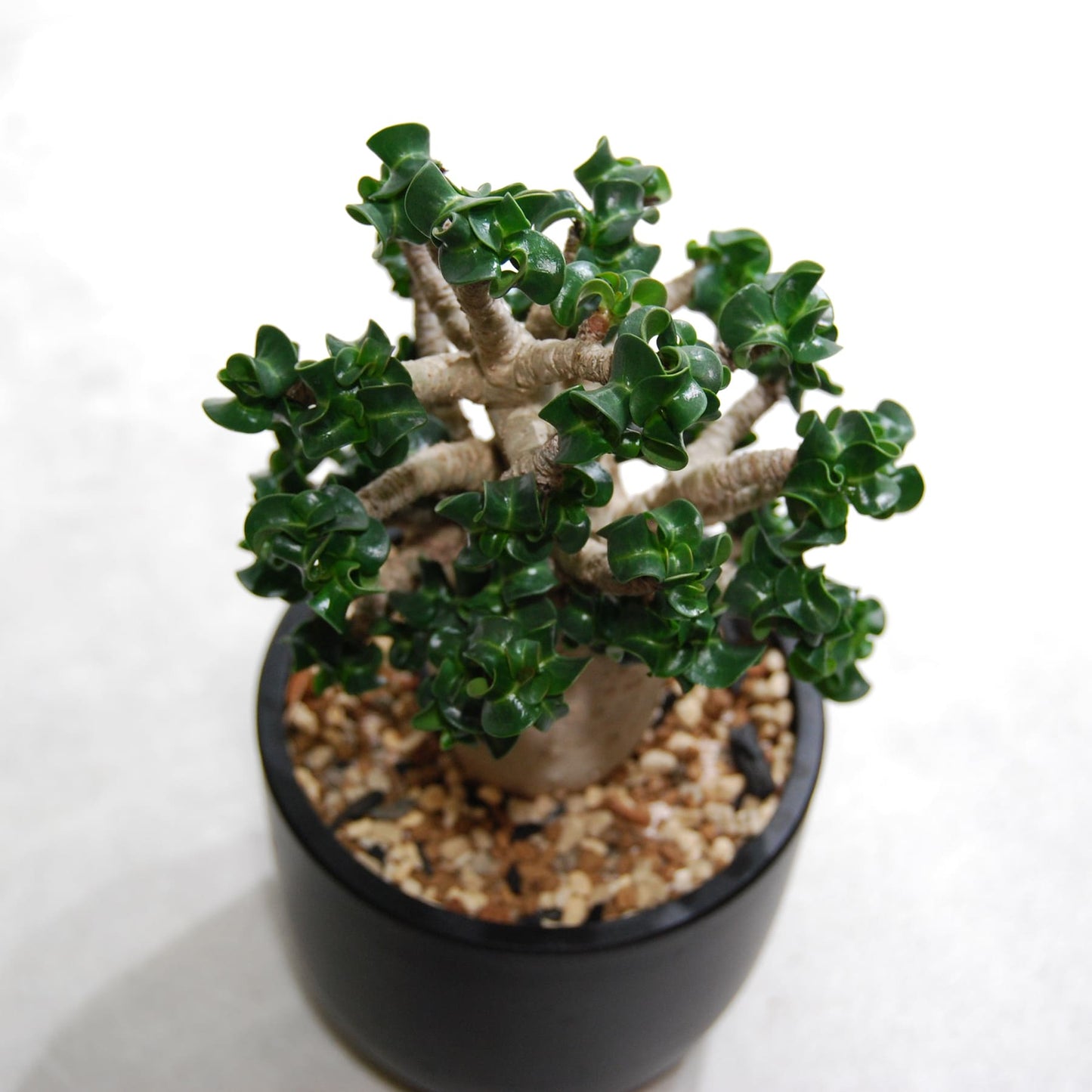 アデニウム アラビカム 獅子葉タイプ（Dorset Horn Adenium【D.H.A】）067