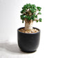 アデニウム アラビカム 獅子葉タイプ（Dorset Horn Adenium【D.H.A】）068