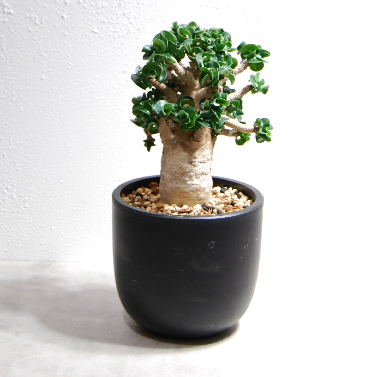 アデニウム アラビカム 獅子葉タイプ（Dorset Horn Adenium【D.H.A】）068