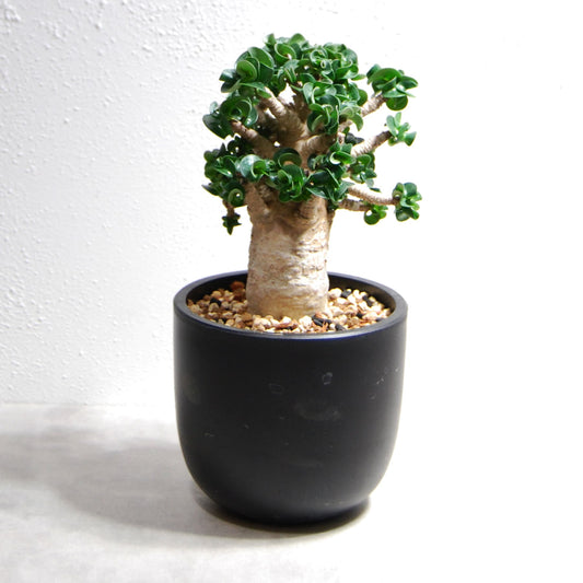 アデニウム アラビカム 獅子葉タイプ（Dorset Horn Adenium【D.H.A】）068