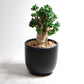 アデニウム アラビカム 獅子葉タイプ（Dorset Horn Adenium【D.H.A】）068