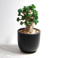 アデニウム アラビカム 獅子葉タイプ（Dorset Horn Adenium【D.H.A】）068