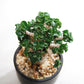 アデニウム アラビカム 獅子葉タイプ（Dorset Horn Adenium【D.H.A】）068