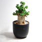 アデニウム アラビカム 獅子葉タイプ（Dorset Horn Adenium【D.H.A】）069