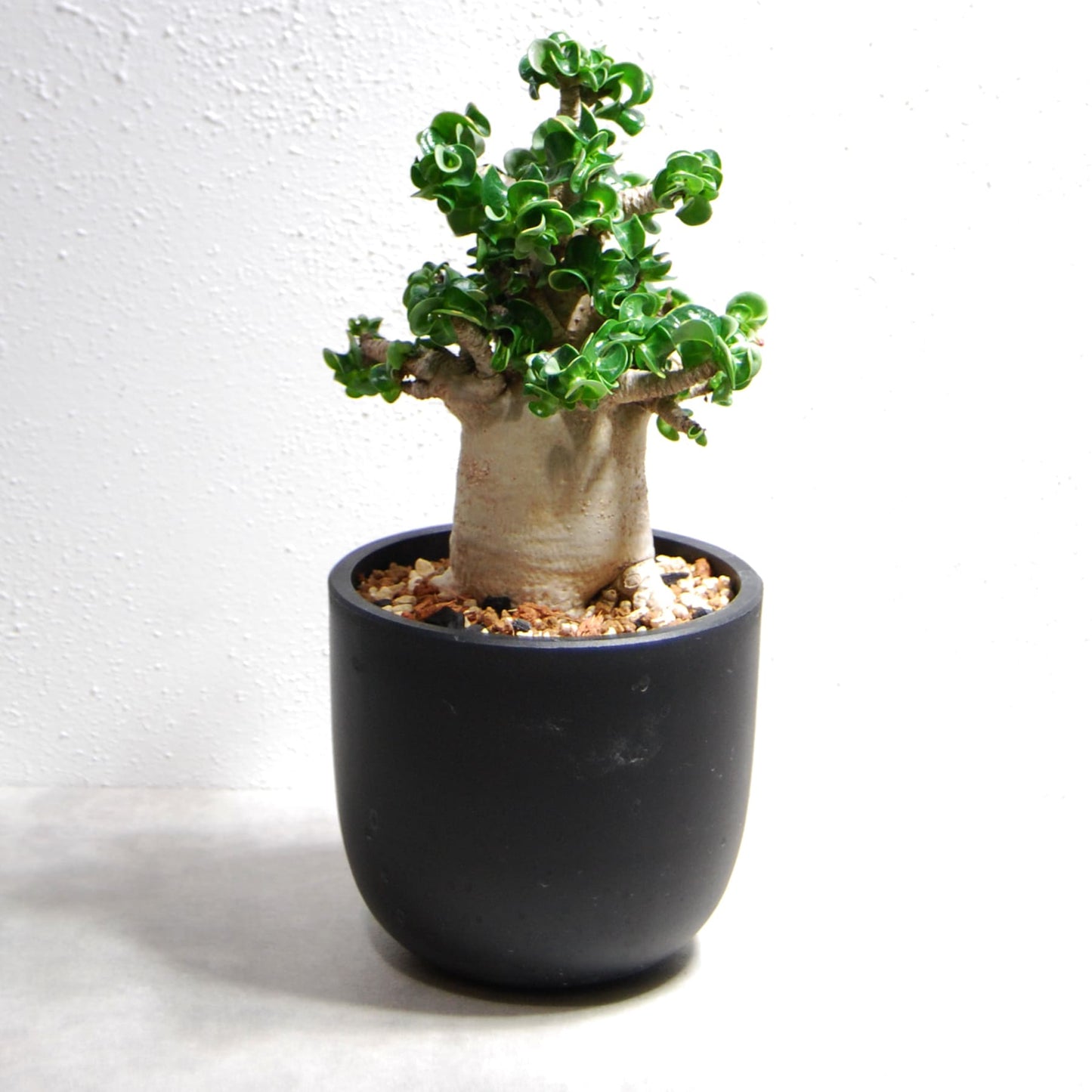 アデニウム アラビカム 獅子葉タイプ（Dorset Horn Adenium【D.H.A】）069