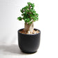 アデニウム アラビカム 獅子葉タイプ（Dorset Horn Adenium【D.H.A】）069