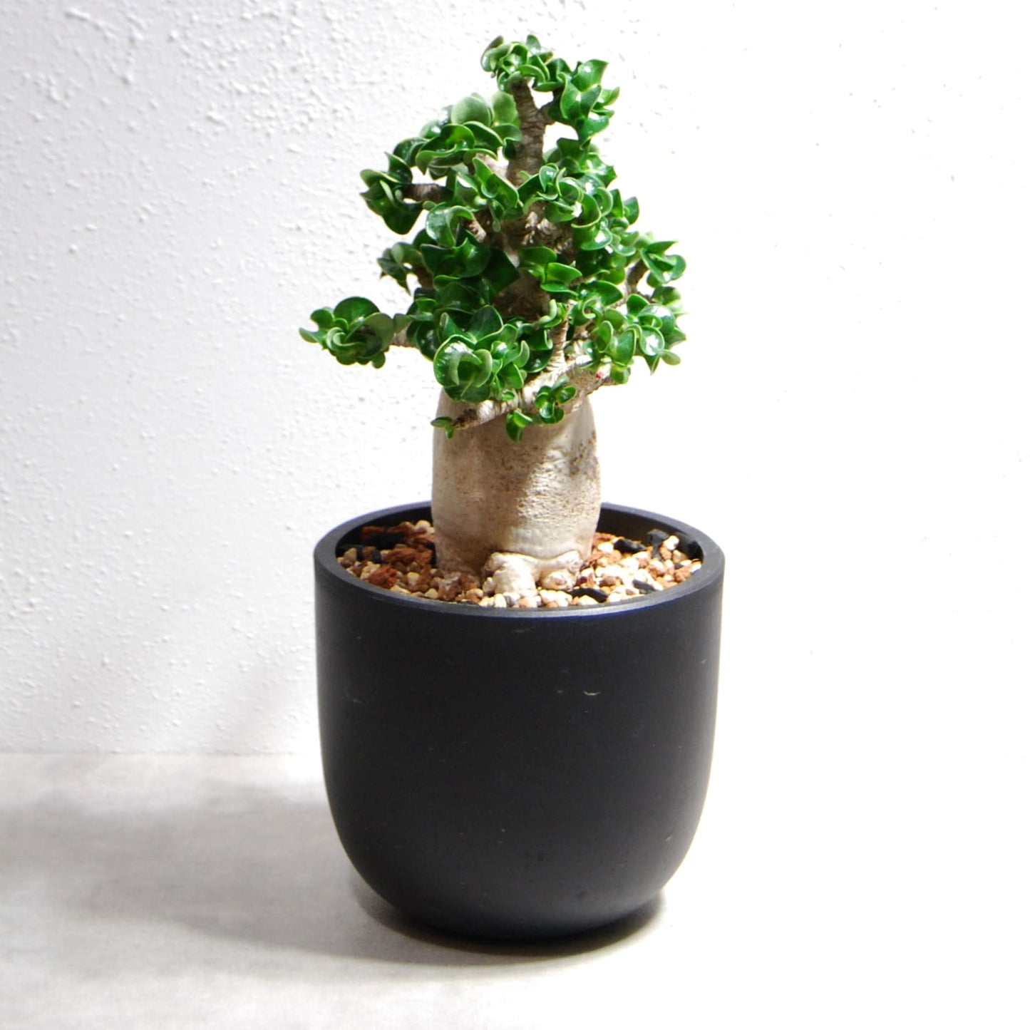 アデニウム アラビカム 獅子葉タイプ（Dorset Horn Adenium【D.H.A】）069
