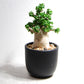 アデニウム アラビカム 獅子葉タイプ（Dorset Horn Adenium【D.H.A】）069
