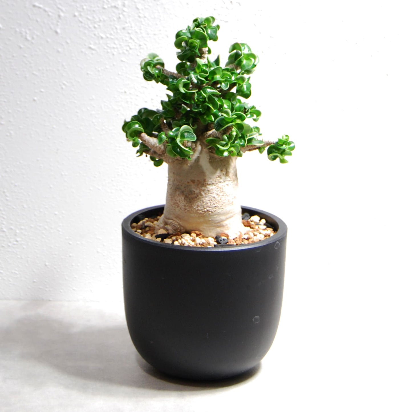 アデニウム アラビカム 獅子葉タイプ（Dorset Horn Adenium【D.H.A】）069