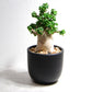 アデニウム アラビカム 獅子葉タイプ（Dorset Horn Adenium【D.H.A】）069